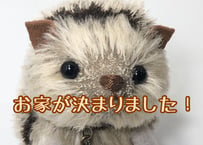ハリネズミ#219