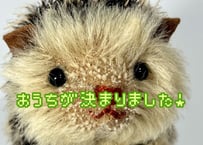 ハリネズミ★チャコール-ブラウン#357