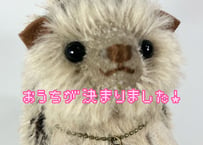 ハリネズミ#261