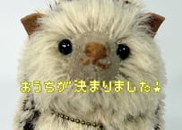 ハリネズミ#272