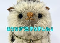 ハリネズミ#273