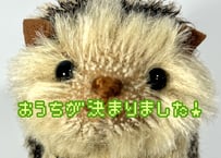 ハリネズミ★チャコール-ブラウン#356