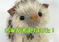 モヘアのハリネズミ#154(現品)