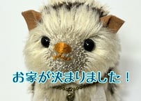 ハリネズミ#223