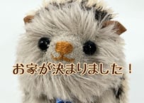 ハリネズミ(グレー)#247