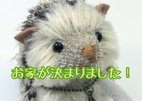 モヘアのハリネズミ#184(現品)