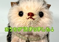 ハリネズミ★チャコール-ピンク#338