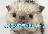ハリネズミ#212(現品)
