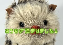 ハリネズミ★チャコール-ベージュ#364