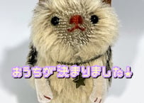 ハリネズミ★チャコール-ベージュ#360