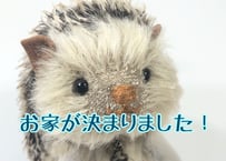 ハリネズミ#206(現品)