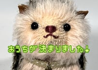 ハリネズミ★チャコール-ピンク#340