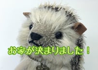 モヘアのハリネズミ#191(現品)
