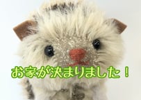 モヘアのハリネズミ#146(現品)