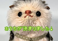 ハリネズミ★チャコール-ピンク#339