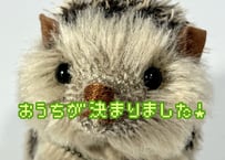 ハリネズミ★チャコール-ベージュ#363
