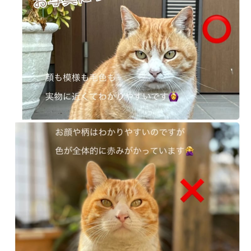 かべねこオーダー(L) | kushuplus かべねこオーダー(L) | kushuplus