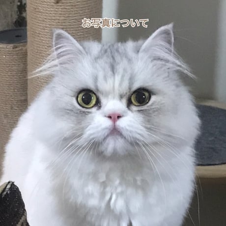 送っていただくお写真について※オーダー申し込みページではありません