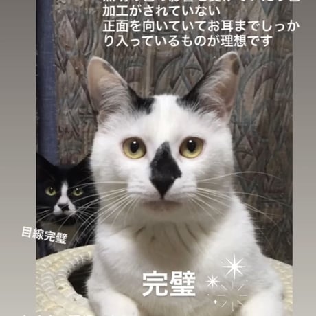 送っていただくお写真について※オーダー申し込みページではありません