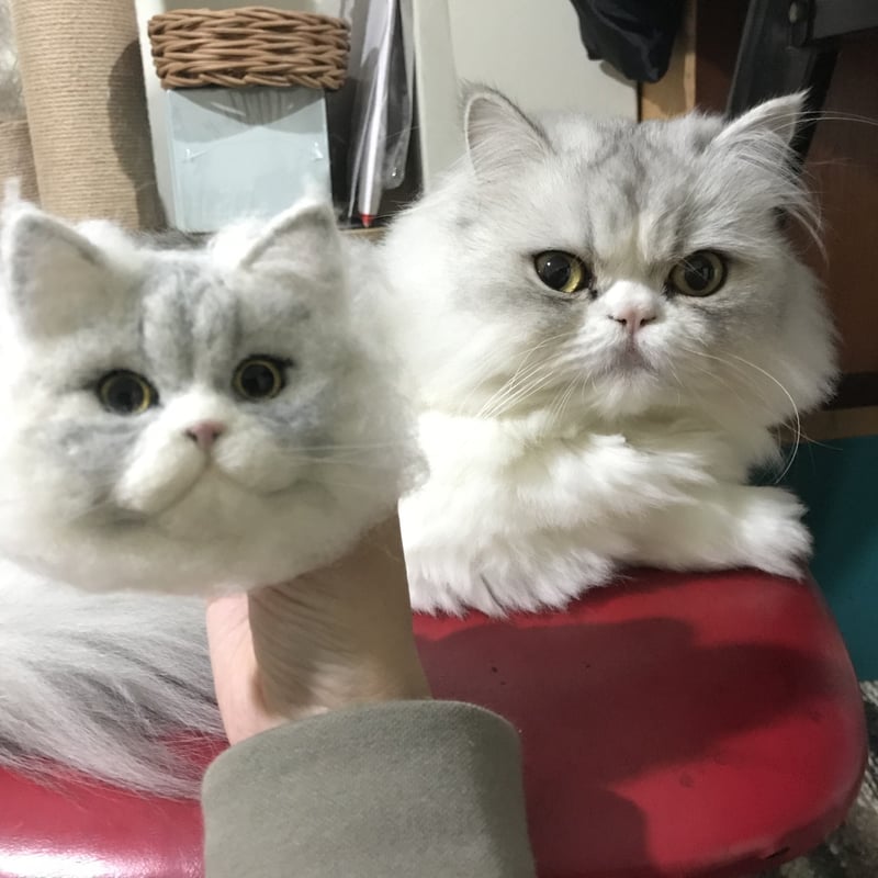 かべねこミニオーダー（M） | kushuplus