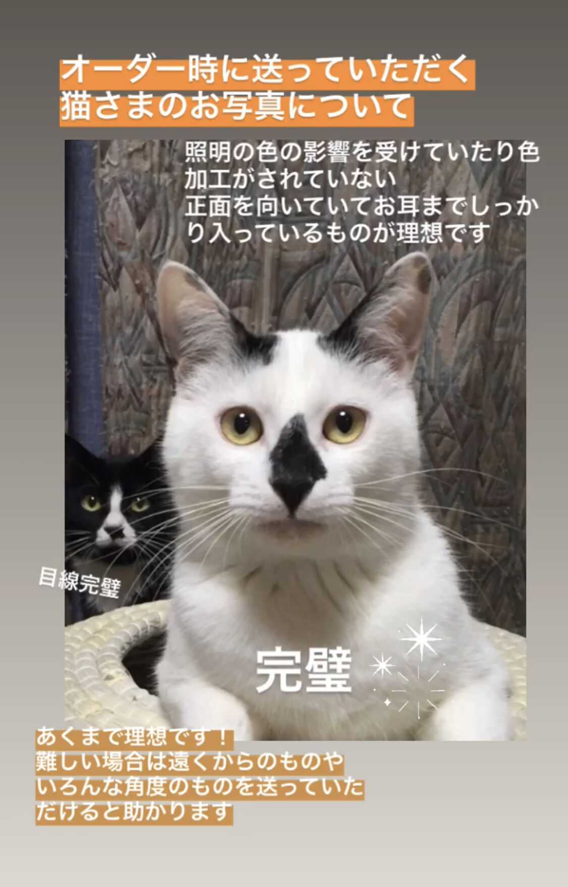 かべねこオーダー | kushuplus 