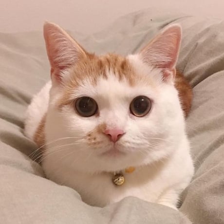 送っていただくお写真について※オーダー申し込みページではありません