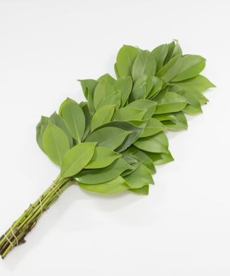 榊 定期便 月2回コース 15000円 本榊月2回コース（月払い） | さかきの