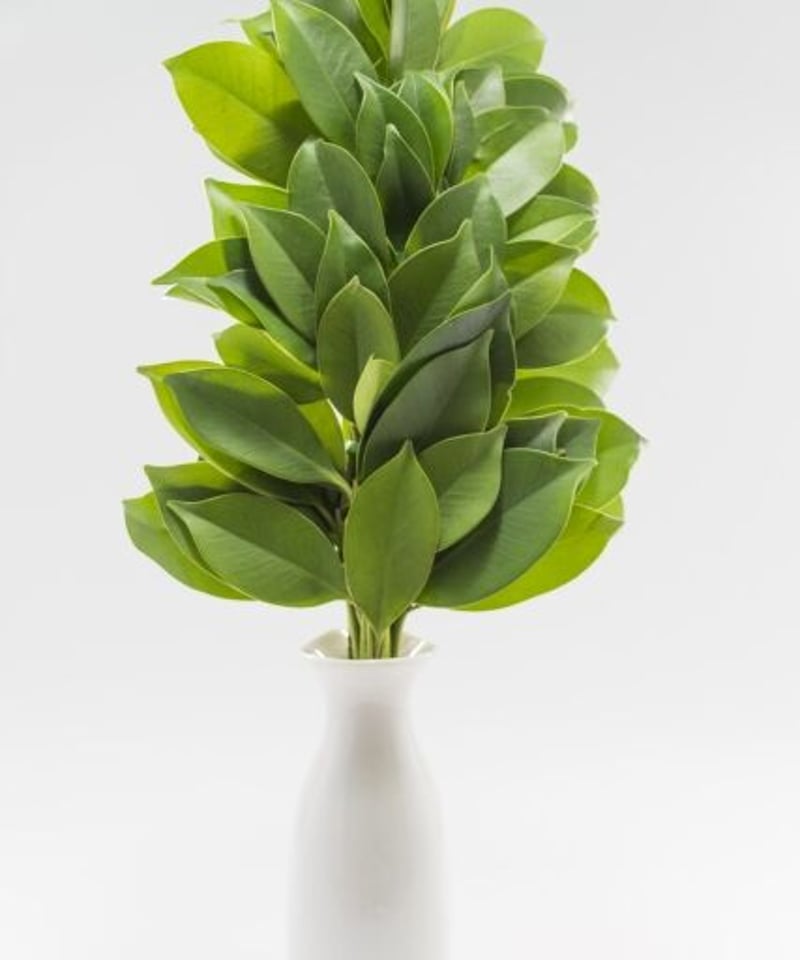 お榊（サカキ）定期便 6ヶ月コース 毎月2回発送 | フローラ お花