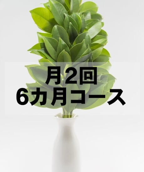 お榊（サカキ）定期便 6ヶ月コース 毎月2回発送