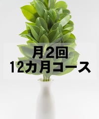 お榊（サカキ）定期便 6ヶ月コース 毎月2回発送 | フローラ お花と