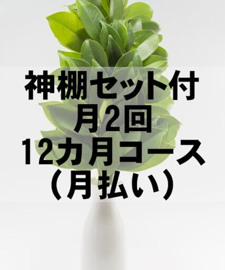 【神棚セット付】お榊（サカキ）定期便 12ヶ月（毎月払い）コース 毎月2回発送