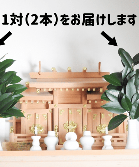 【神棚セット付】お榊（サカキ）定期便 12ヶ月（毎月払い）コース 毎月2回発送