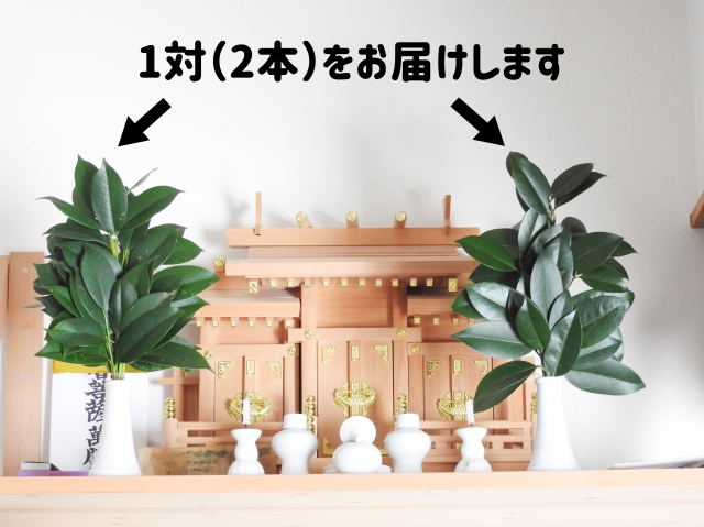 お榊（サカキ）定期便 12ヶ月コース 毎月2回発送 | フローラ お花と