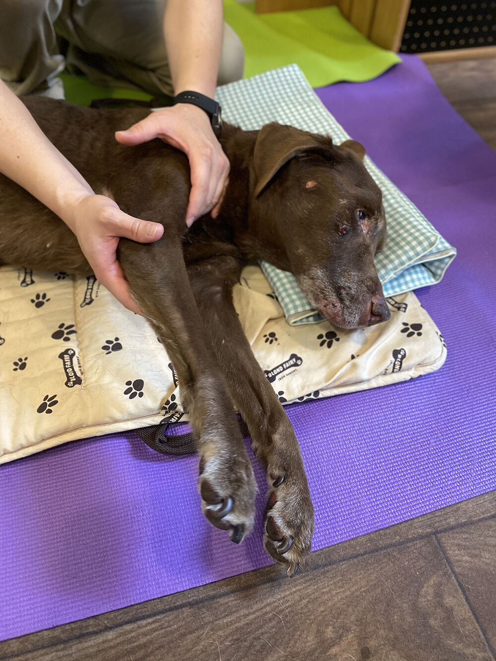 おでかけドッグカフェマット Sサイズ | Grandwan! Store