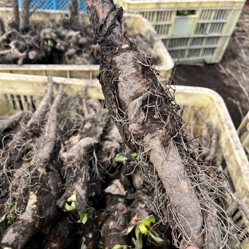 白石農園カフェインレスチコリコーヒー！5パック入り | 白石農園