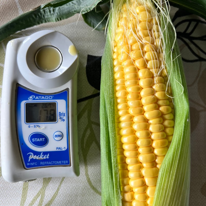 ◆限定1個◆高品質 玉石彫刻 とうもろこし　コレクション 送料無料　本物保証 数量限定】2025年8月10日より販売開始！幻のとうもろこし