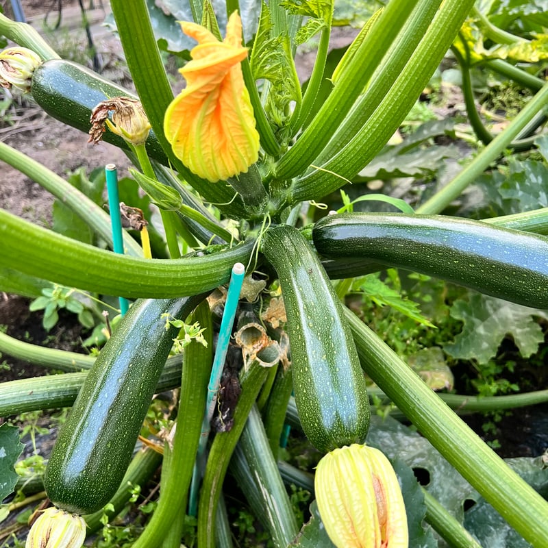 とうもろこし10本🌽と季節のおまかせ野菜セット | 白石農園オンライン