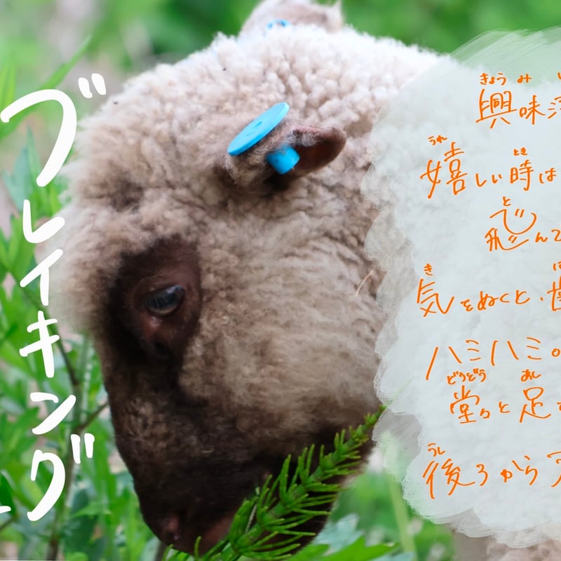 🐏神トマトひつじ（ラム）🍅400g✖️ふっくりんこ | 白石農園