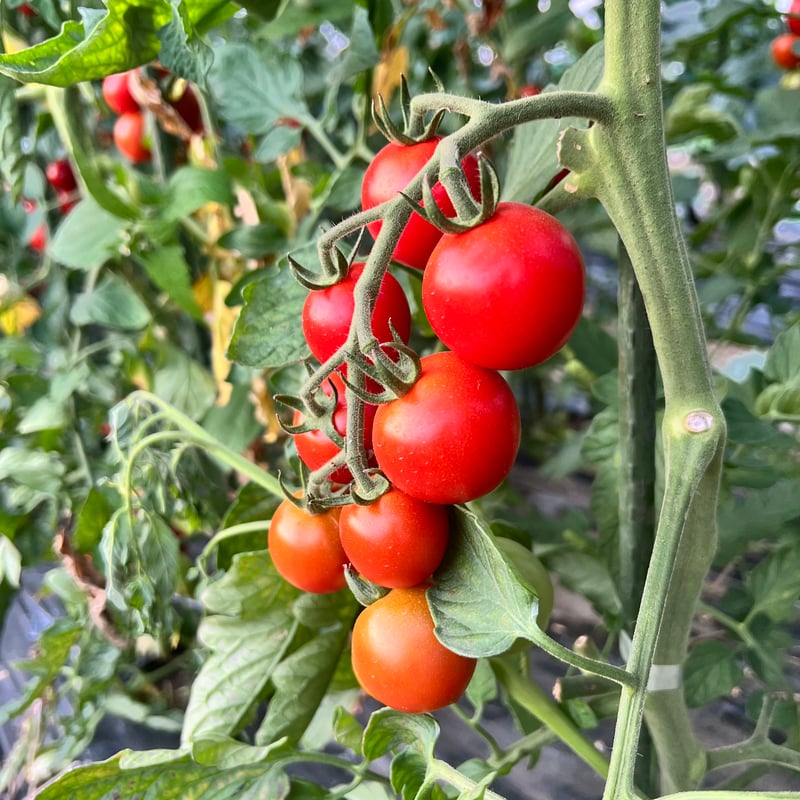 とうもろこし10本🌽と季節のおまかせ野菜セット | 白石農園オンライン