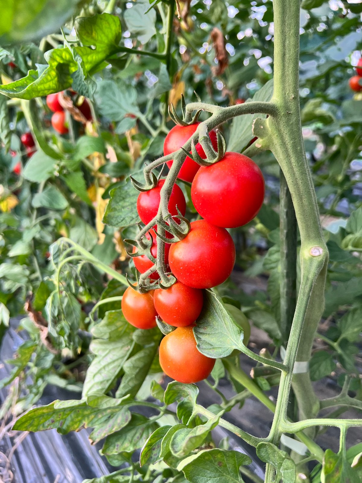 とうもろこし10本🌽と季節のおまかせ野菜セット | 白石農園オンライン