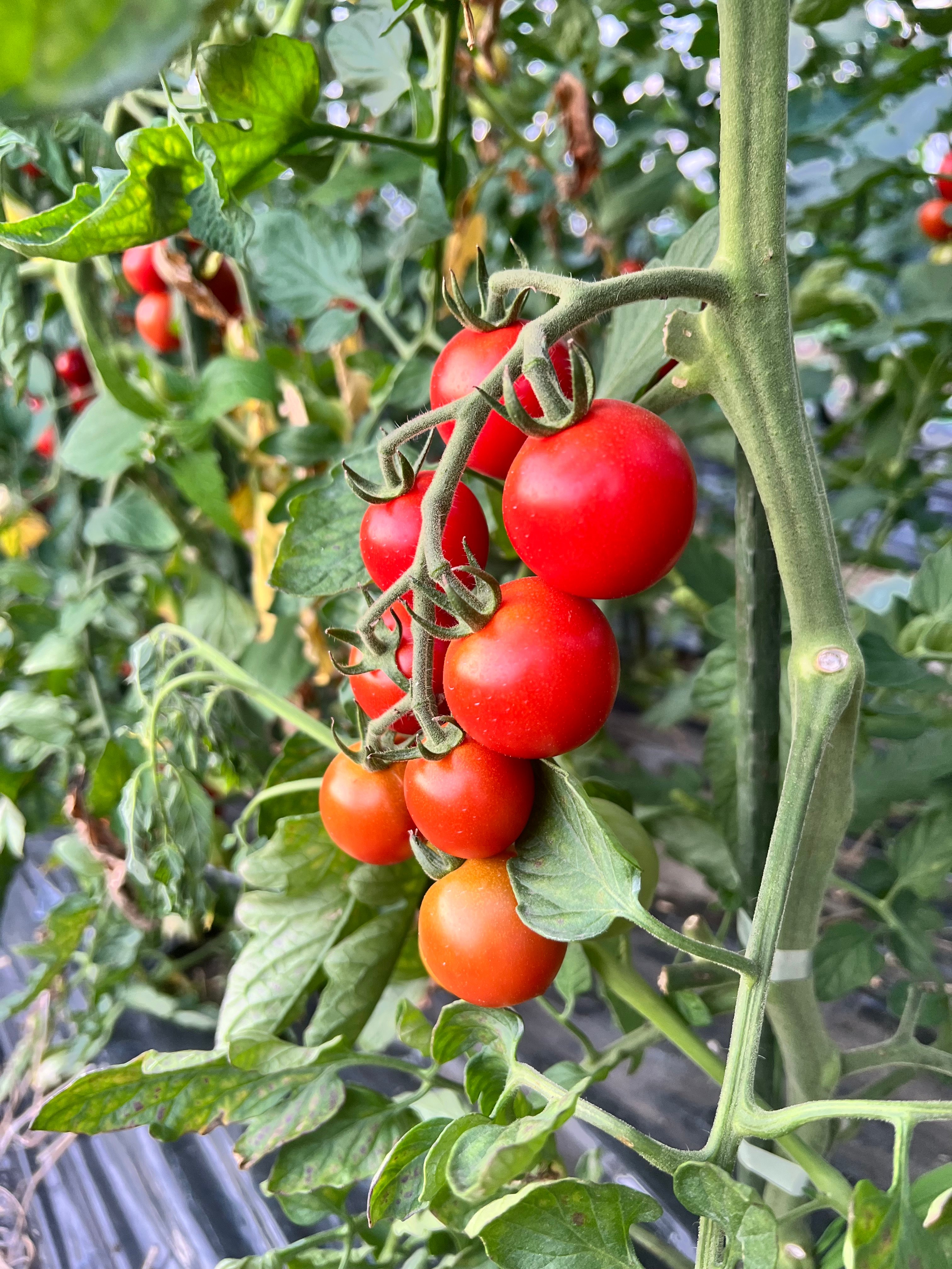 とうもろこし10本🌽と季節のおまかせ野菜セット | 白石農園オンライン