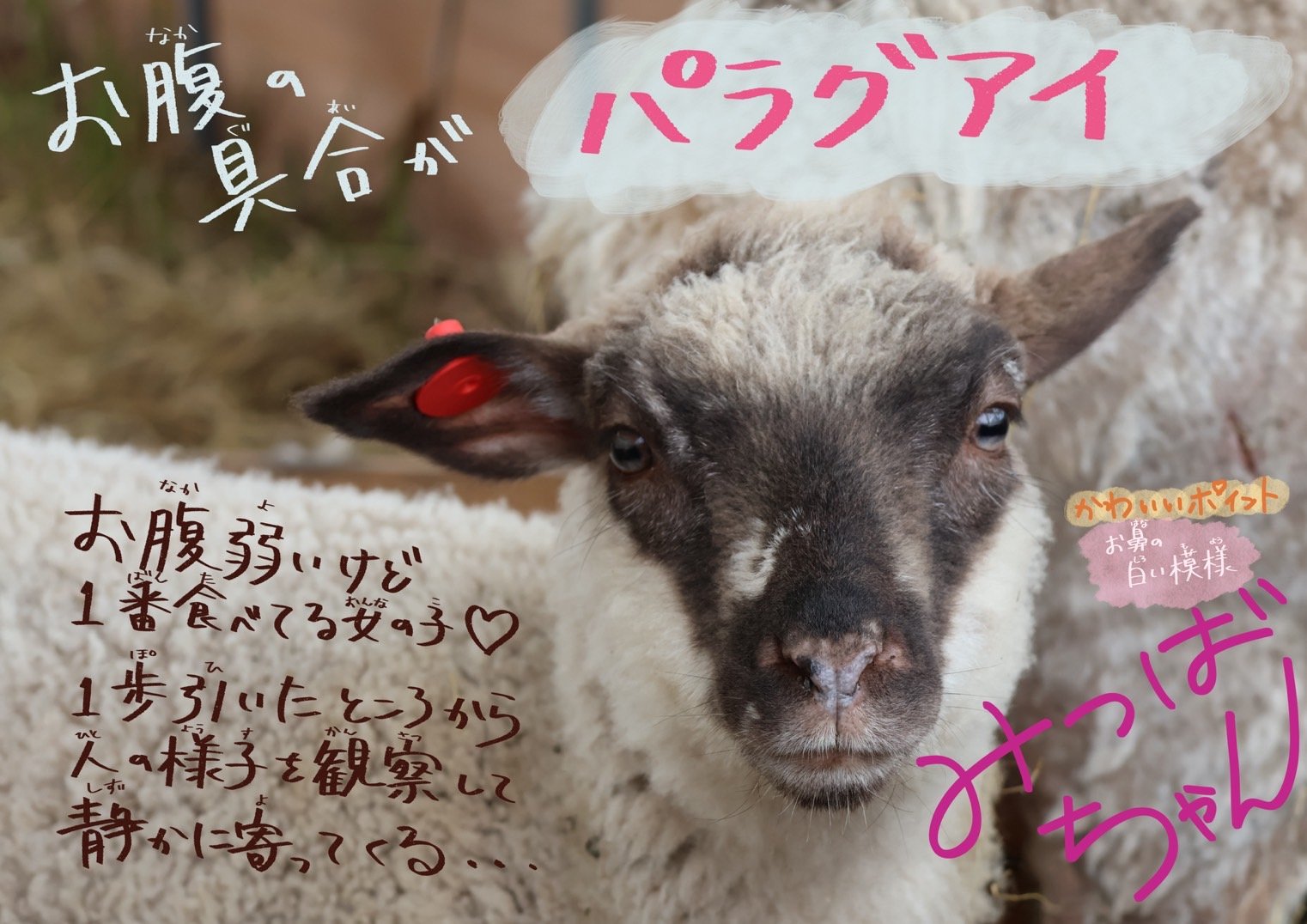 初代🐏神トマトひつじ（ラム）🍅200g | 白石農園オンラインショップ
