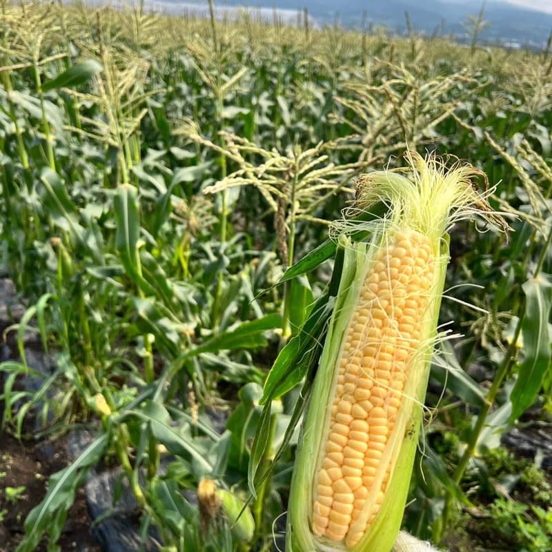 とうもろこし10本🌽と季節のおまかせ野菜セット | 白石農園オンライン