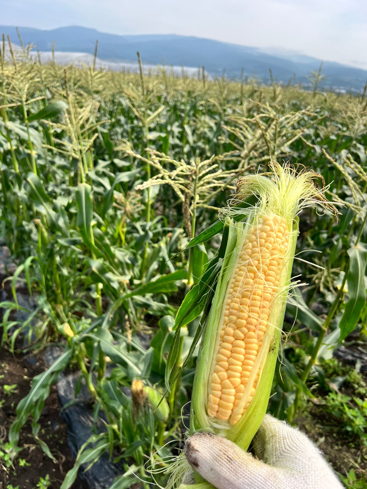 とうもろこし10本🌽と季節のおまかせ野菜セット | 白石農園オンライン