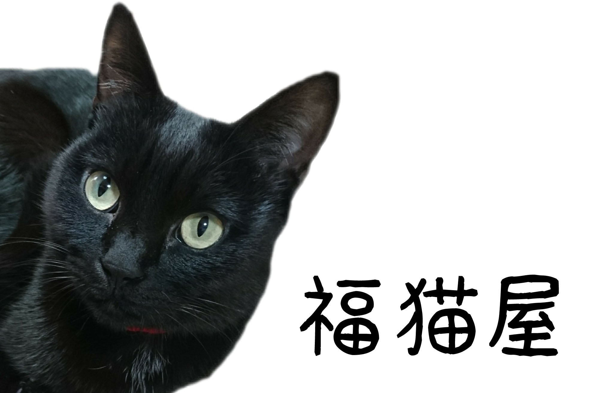 中国アニメグッズの輸入代行