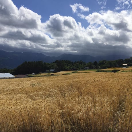 ”まぼろし”の八ヶ岳の葉とらず林檎「アップルパイ」