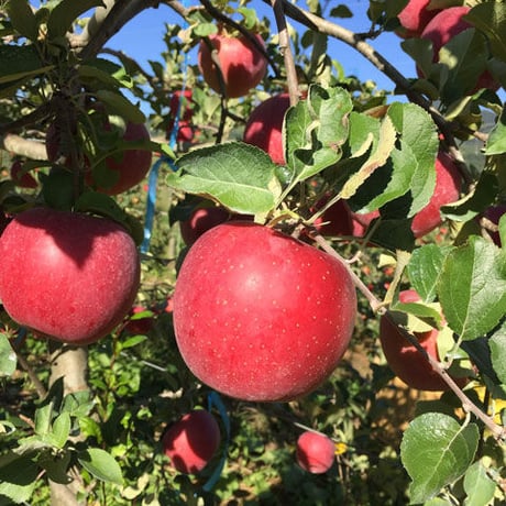 ”まぼろし”の八ヶ岳の葉とらず林檎「アップルパイ」