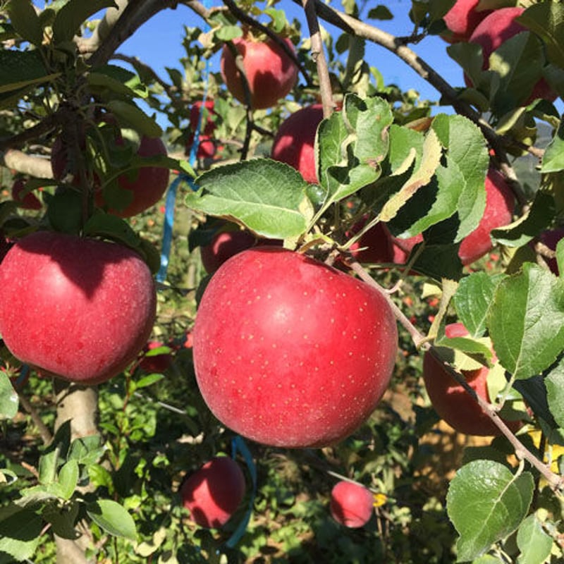 まぼろし”の八ヶ岳の葉とらず林檎「アップルパイ」 | 昼のふくろう