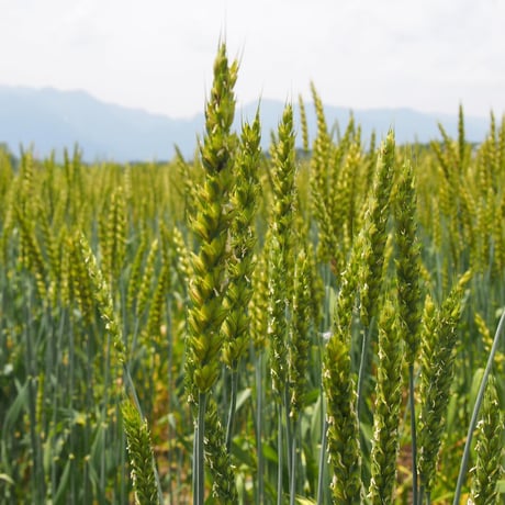 ”まぼろし”の八ヶ岳の葉とらず林檎「アップルパイ」