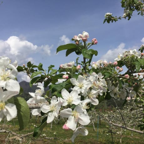 ”まぼろし”の八ヶ岳の葉とらず林檎「アップルパイ」